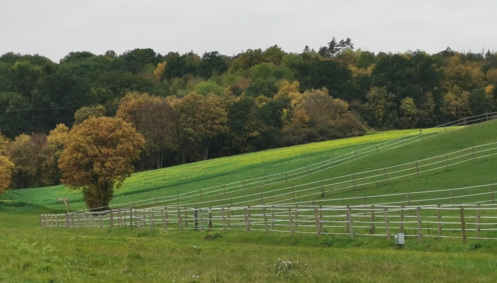 Reitanlage_Daubersbach_Tanja_Buck_Weide_1 Reitanlage_Daubersbach_Tanja_Buck_Weide_1