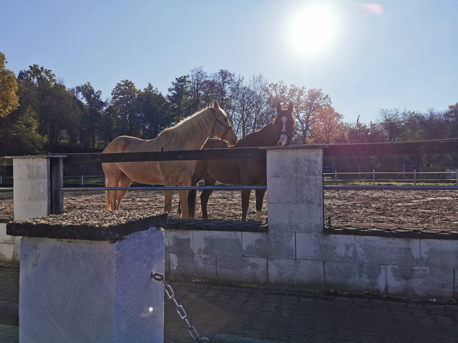 Reitanlage_Daubersbach_Pferde_Paddock Reitanlage_Daubersbach_Pferde_Paddock