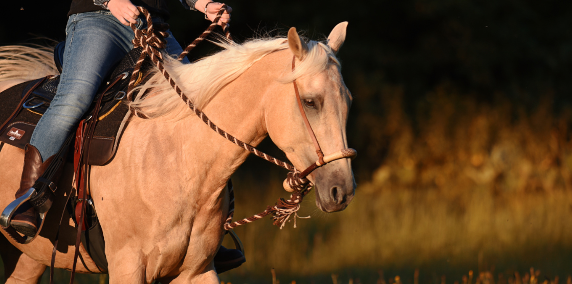 Horsemanship_Workshop_Ansbach